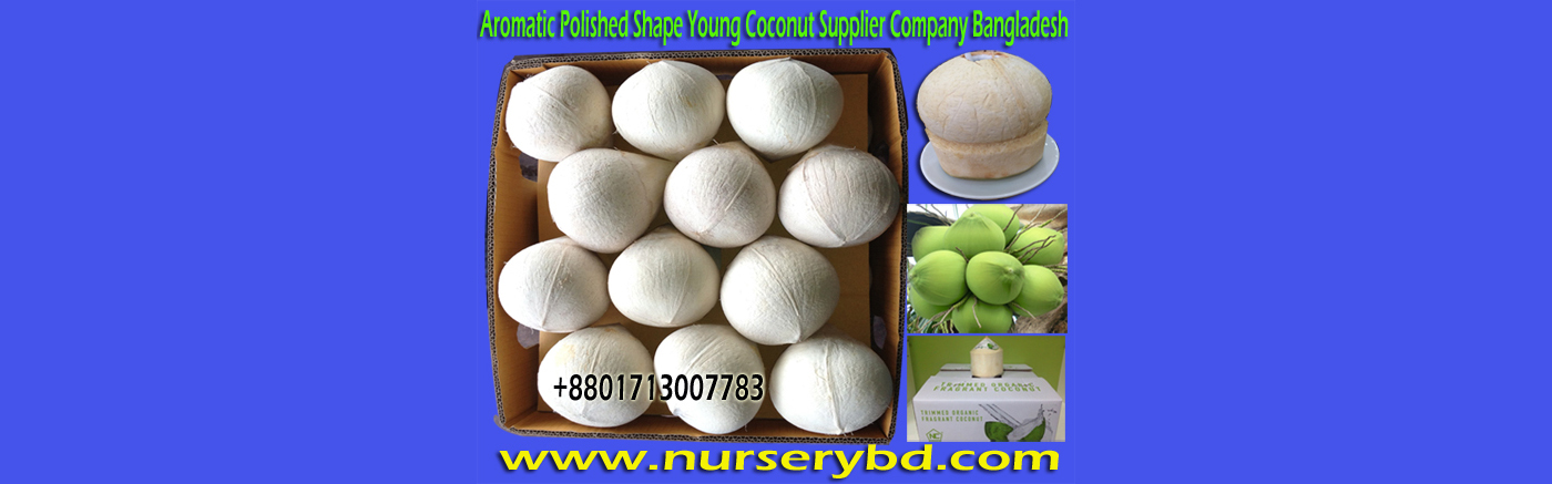 Dwarf Aromatic Coconut Seedling Tree Manufacturer, Dwarf Aromatic Coconut Seedling Plant Manufacturer, Dwarf Aromatic Coconut Seedlings Plants Manufacturers, Dwarf Aromatic Coconut Seedlings Plants Manufacturers in Bangladesh, Dwarf Aromatic Coconut Seedlings Plants Manufacturers in Thailand