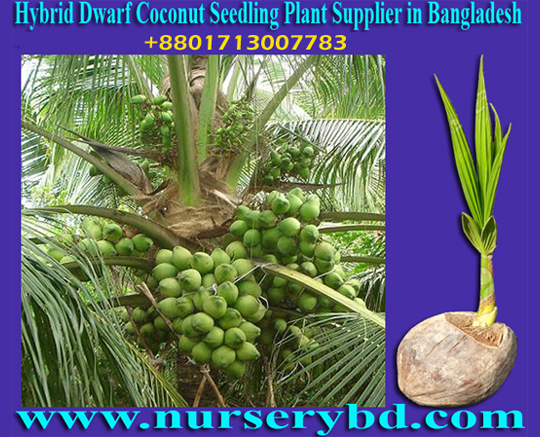 Nurserybd :: Hybrid Tall Coconut Seedling Plant Supplier in Bangladesh ...