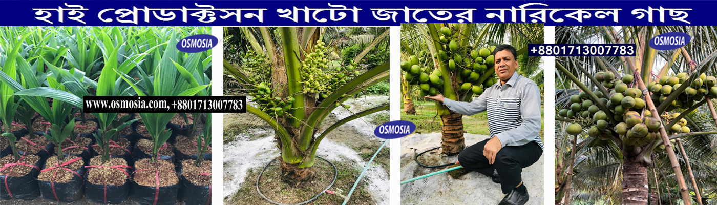 খাটো জাতের নারিকেল গাছ, খাটো জাতের হাইব্রিড নারিকেল গাছ