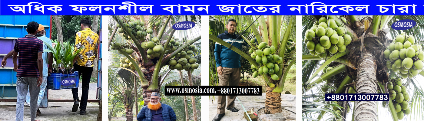 Aromatic Coconut nursery Price in BD, Aromatic Coconut nursery in BD