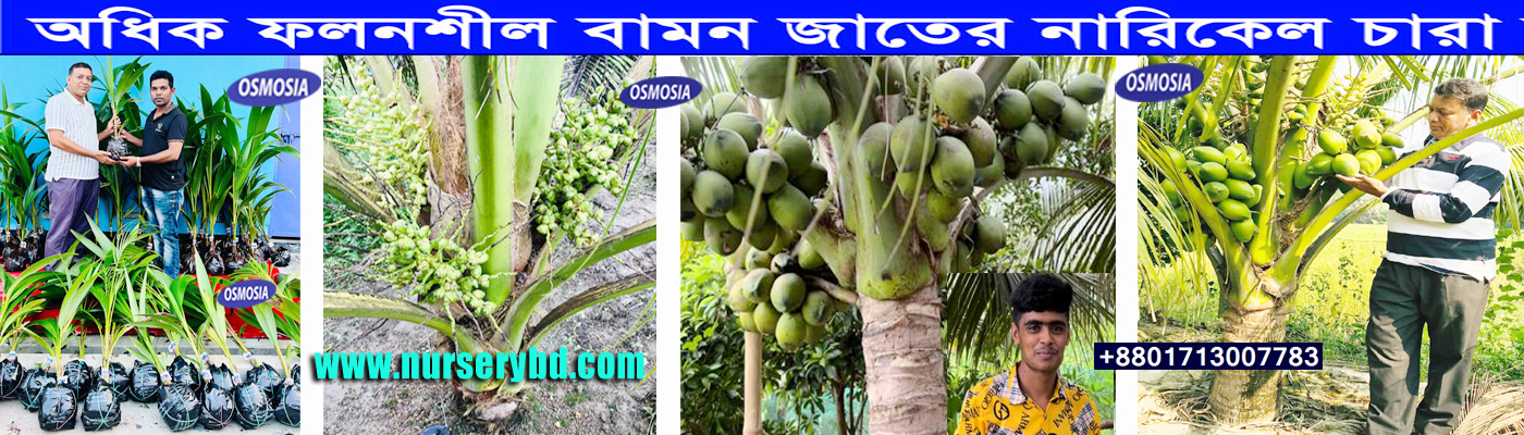 Commercial Vietnam Coconut Farming in BD, Commercial Hybrid Coconut Farm in BD
